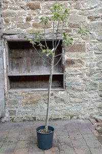Malus domestica "Cox's Self Fertile"