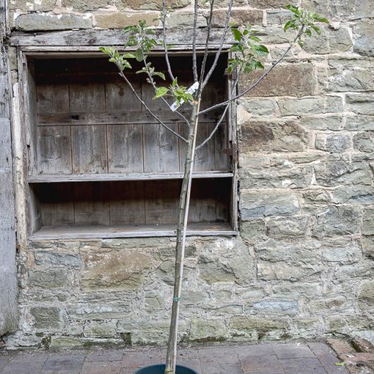 Malus domestica "Cox's Self Fertile"