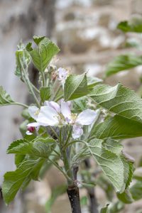 Malus domestica "Cox's Self Fertile"