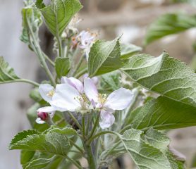 Malus domestica "Cox's Self Fertile"