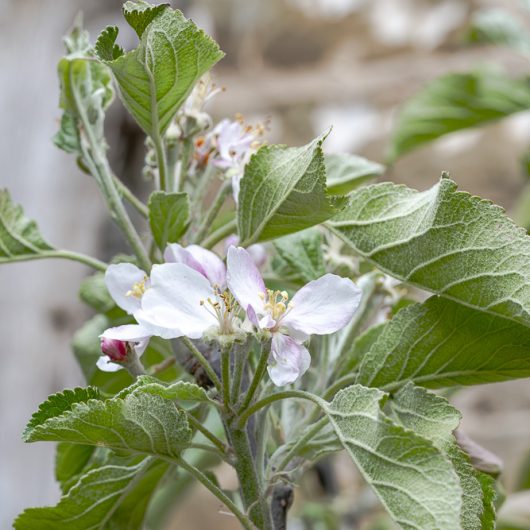 Malus domestica "Cox's Self Fertile"
