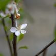 Malus domestica 'Egremont Russet'