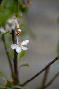 Malus domestica 'Egremont Russet'