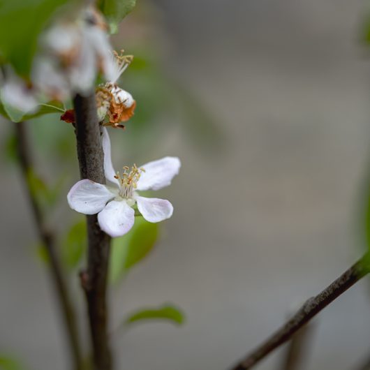 Malus domestica 'Egremont Russet'