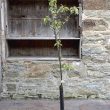 Malus domestica 'Egremont Russet'