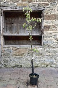 Malus domestica 'Egremont Russet'