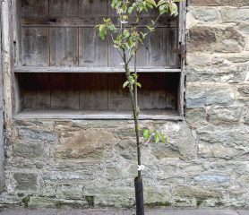 Malus domestica 'Egremont Russet'