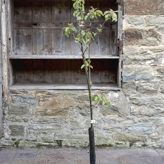 Malus domestica 'Egremont Russet'