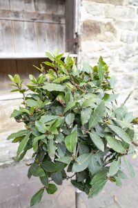 Bay Tree Laurus nobilis