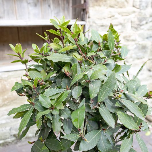 Bay Tree Laurus nobilis