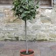 Bay Tree Laurus nobilis