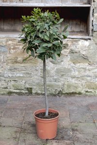 Bay Tree Laurus nobilis
