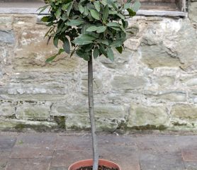 Bay Tree Laurus nobilis