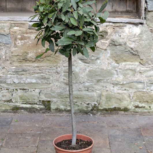 Bay Tree Laurus nobilis