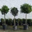 3 different size bay trees