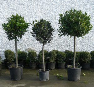 3 different size bay trees