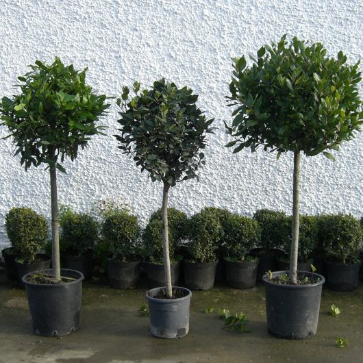 3 different size bay trees