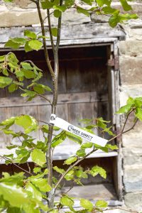 Fagus sylvatica
