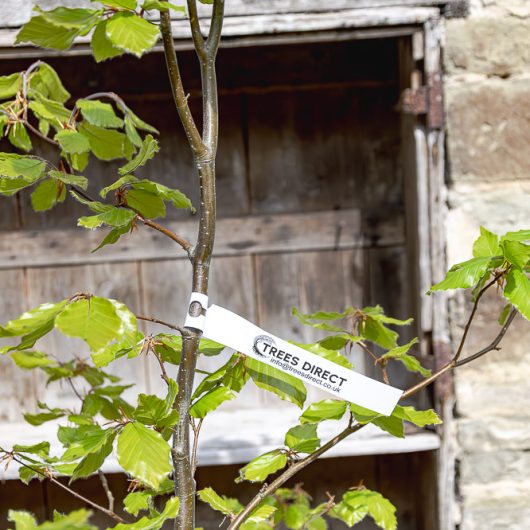 Fagus sylvatica