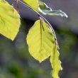 Fagus sylvatica