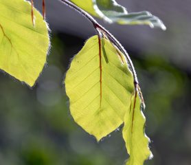 Fagus sylvatica