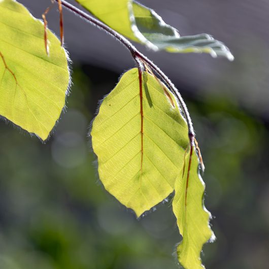 Fagus sylvatica