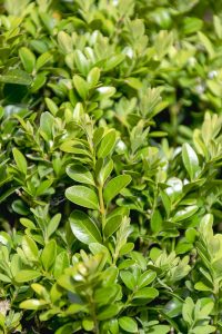 Buxus sempervirens