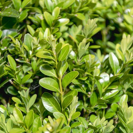 Buxus sempervirens