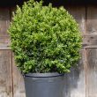 Buxus sempervirens