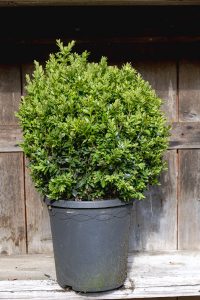 Buxus sempervirens