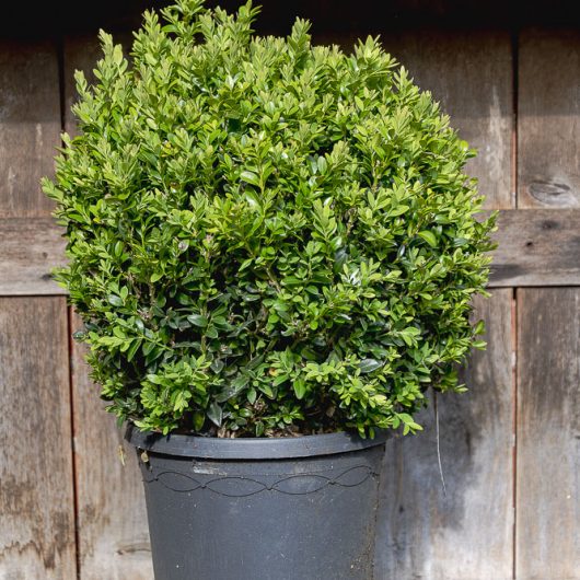 Buxus sempervirens