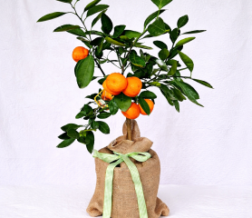 Square image of a Calamondin tree with a white background.