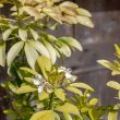 Choisya Ternata Shrubs
