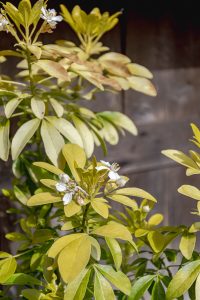 Choisya Ternata Shrubs