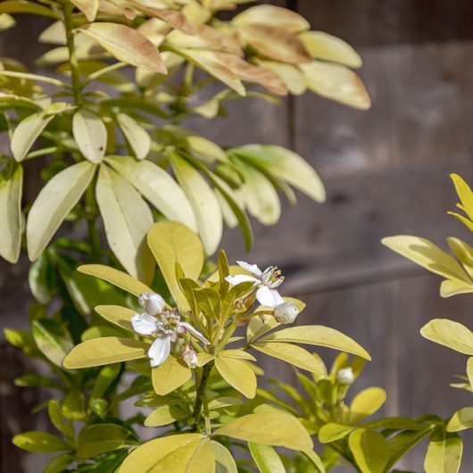 Choisya Ternata Shrubs