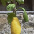Citrus x limon