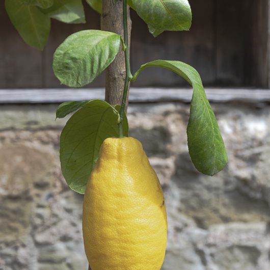 Citrus x limon