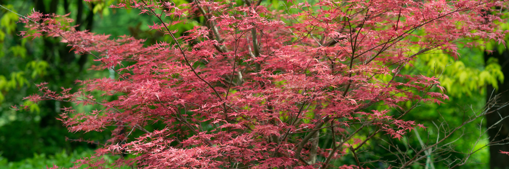 contacttreesdirect Trees Direct