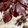 Fagus sylvatica Atropurpurea