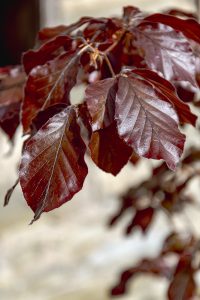 Fagus sylvatica Atropurpurea