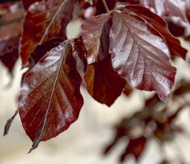 Fagus sylvatica Atropurpurea