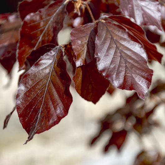 Fagus sylvatica Atropurpurea