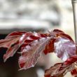 Fagus sylvatica Atropurpurea