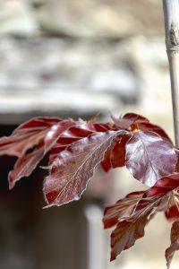 Fagus sylvatica Atropurpurea