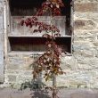Fagus sylvatica Atropurpurea