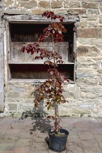 Fagus sylvatica Atropurpurea