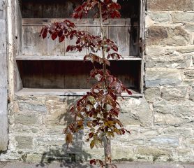 Fagus sylvatica Atropurpurea