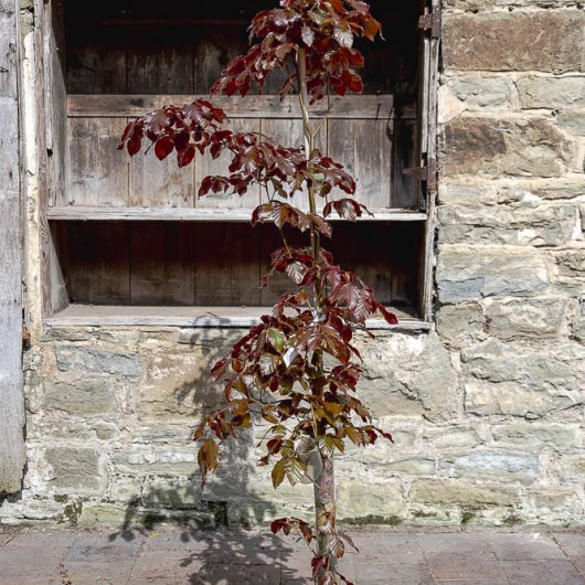 Fagus sylvatica Atropurpurea