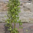 Salix caprea 'Kilmarnock'
