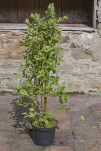 Salix caprea 'Kilmarnock'